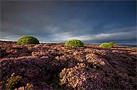 1120 Pinkushions Chris Gilbert, Ravenseye Gallery, Peak District, Photographs, Courses